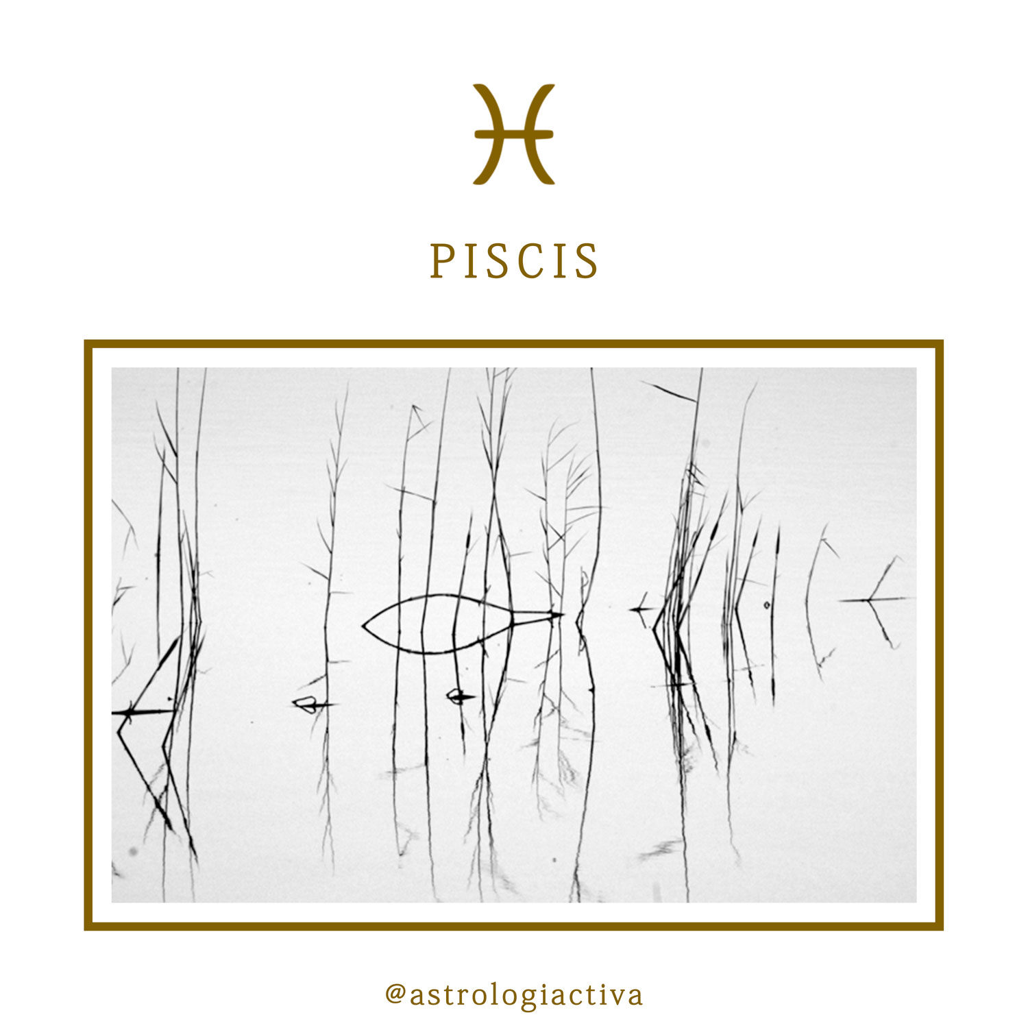 Los doce signos del zodíaco Características Piscis
