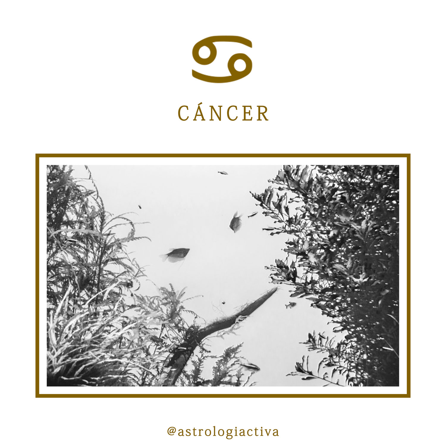 Características astrológicas signo de Cáncer